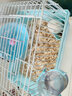 卡丘鼠 仓鼠活体笼子大别墅47基础笼外带手提笼子两只仓鼠相亲隔离笼 蓝色小田园 实拍图