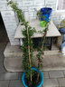 清韵伊人 木香花树苗爬藤开花红黄白特大苗耐寒盆栽地栽爬墙花卉蔷薇 黄木香 特大苗130-150厘米高 不含盆 实拍图