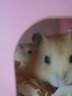 仓鼠活体仓鼠幼崽活的的小仓鼠仓鼠宝宝活物小仓鼠宠物用品仓鼠 布丁情侣1对(一公一母) 实拍图