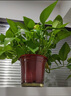 九千谷绿萝盆栽除甲醛室内客厅土培绿植花卉盆景好养活4盆源头直发 实拍图
