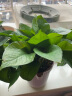 九千谷绿萝盆栽办公室花卉绿植盆景植物新房家用白盆4盆装源头直发 实拍图