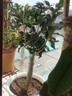桂花树苗桂花苗盆栽金桂四季桂室内外浓香型阳台花卉绿植庭院盆景植物 四季桂【四季开花浓香】 5年苗【开花多多】 实拍图