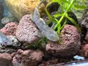 FISH BABY鱼缸过滤材料十五合一净水龟缸套装细菌环活性炭玻璃火山珊瑚石 火山岩500克 实拍图