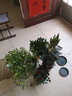 带花苞玫瑰花盆栽 钻石玫瑰四季开花观花绿植室内阳台庭院带盆栽好四季开花 红色玫瑰 【4棵带盆栽好】 实拍图