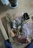 劉閣蘭花新品兰花苗 春剑赌草 冬带花苞出售开品未知新奇 好养花卉盆栽草 3苗连体裸根 实拍图