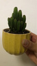 花友仙人球植物超大花卉小盆栽办公室内桌面苗多肉类盆景教师节礼品 YT黄陶瓷盆+万重山 含盆 实拍图