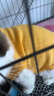 爱它乐猫狗服装春秋夏季保暖卫衣小宠物泰迪猫咪外套可爱小熊黄大 晒单实拍图