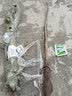 旺之春多花紫藤树苗 紫藤苗盆栽紫藤花苗攀援花卉紫藤盆栽爬藤植物凌霄 丰花藤4年苗 不含盆 实拍图