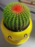 昊兰诺金冠仙人球【多头金丝猴】仙人掌 多肉植物 办公室  小盆栽 金冠仙人球+可爱花盆 含盆 实拍图