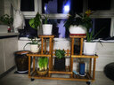 华观家居（Home Giving Furniture）多层实木花架阳台置物架室内花架子客厅落地式多肉绿萝花盆植物架 C款碳色带轮 实拍图