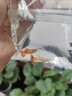 森悠（SARYOR）孔雀鱼纯种观赏鱼小型淡水好养热带鱼活体斑马金鱼凤尾鱼繁殖 孔雀鱼套餐5 实拍图