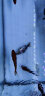 琅河水族 锦鲤鱼活体 冷水观赏鱼活鱼多品类精选 大正三色 10-12cm 实拍图