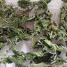 沃绣 新鲜桑叶 现摘大小蚕特嫩桑叶养蚕 蚕卵蚕宝宝食物饲料 桑苗盆栽 新鲜桑叶200克/送2龄蚕30条 实拍图