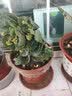 御春阁4年大苗带花苞 多肉植物长寿花盆栽绿巴黎重瓣花苗室内阳台花卉 长寿花红色一盆（带花苞） 实拍图