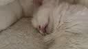 瓜洲牧猫窝冬季保暖狗窝秋冬宠物半封闭式狗狗过冬猫咪冬天钻被子贝壳窝 贝壳窝【升级保暖-紫色】 M码【直径50CM】20斤内宠物 实拍图