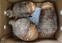 农鲜淘荔浦芋头2.5kg 约3-5个产地直发 广西特产荔浦芋头毛芋 源头直发 晒单实拍图