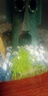 鱼缸水草种子生态玻璃瓶植物种籽孑水培阴性真草装饰造景套餐懒人 矮珍珠水草1万粒+营养液+水草专用泥500g 实拍图