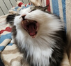 玫斯猫粮（metz）幼猫/成猫猫粮猫全猫粮增肥奶糕英短美短全价美毛 升级款成猫（1.5KG） 实拍图