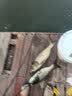 渔家傲不凡金版浮钓鲢鳙饵料野钓花白鲢大头鱼鱼饵手杆鲢鱼草莓味渔家傲 金版浮钓鲢鳙1包 实拍图
