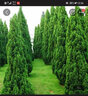 淘舞 塔柏树苗四季青墓地扫墓松树苗松柏侧柏桧柏柏树宝塔松苗 蜀桧1.3-1.4米高 实拍图