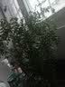 清香胡椒木绿植5年大苗四季长青会发出清香的植物清香木防蚊虫驱蚊草花卉室内客厅办公室桌面绿植不含盆  推荐五年苗 实拍图