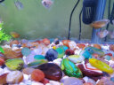 花玲珑 南京雨花石原石天然鹅卵石石头花盆鱼缸装饰彩石头彩色小石子 2-3厘米（1斤30-40颗） 实拍图