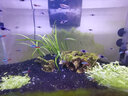 云峰海瑞 热带鱼 观赏鱼灯科鱼 观赏鱼小型淡水鱼草缸群游 热带鱼活体 紫三角灯鱼 8+2备损 共10条 实拍图