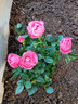 春沭 盆栽微型钻石玫瑰月季室内阳台绿植物盆栽花卉带花苞四季开花花苗 粉红色玫瑰 带盆栽好 实拍图
