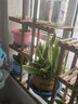 花憩小筑  花架实木花架子阳台落地式吊兰绿萝盆栽植物架现代简约客厅多层 蒸蒸日上加固款/无卡扣轮子护栏 实拍图