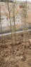 树苗竹苗盆栽庭院室内观赏四季常青植物竹子苗四季常绿工程绿化 紫竹 1cm粗10棵 晒单实拍图