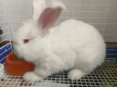 暮秋小主血统宠物兔垂耳兔活体大型安哥拉长毛迷你侏儒猫猫兔活物已做疫苗 网红大型安哥拉纯白幼兔 实拍图