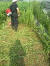 奥晟机械 BG350A-N四冲程汽油割草机背负式割灌机除草打草机割稻机 实拍图