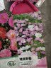 绿林花语矢车菊种子重瓣混色耐寒四季花卉种子庭院室内外阳台盆栽约500粒 实拍图