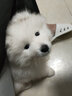 凯锐思 萨摩耶狗粮幼犬成犬全阶段专用萨摩犬粮专用粮2kg 【经典款4斤】2kg第2件半介 2kg/袋 成幼犬 萨摩耶专用 实拍图