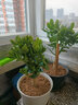 玉树盆栽老桩盆景大型含盆室内办公桌面绿植盆栽花卉 五年老桩带叶子 不含盆 实拍图