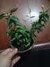 法国香水茉莉花苗冬季带花苞长青绿植花卉盆栽 黄茉莉爬藤植物耐寒花卉 法国香水小苗+兰色花瓣盆 含盆 实拍图