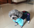 宠物圈（PETCIRCLE）秋季冬季狗狗衣服泰迪衣服宠物服饰狗衣服宠物泰迪狗狗衣服小型犬 爱心款蓝色 XS适合背长23CM胸围36CM重4-5斤 实拍图