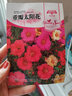 花友秀 重瓣太阳花种子花卉盆栽四季易活花种子室内阳台花卉盆栽花种 重瓣太阳花种子混色 2克约2万粒 实拍图