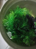 水族箱鱼池鱼缸水草箱造景仿真水草 人物假山珊瑚贝壳假鱼水草塑料水草 仿真植物 鱼缸布景 CT0801大旋草绿色 高22CM 实拍图