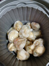 海皇湾扇贝肉 新鲜蒜蓉粉丝扇贝原料 冷冻海鲜水产 扇贝肉 1000g（20-40只/500g） 实拍图