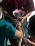 唐宠 伊丽莎白圈猫幼猫项圈猫咪吐司耻辱圈猫脖圈绝育手术防舔可调节 太阳花黄色M码(建议5-9斤) 伊丽莎白圈 实拍图
