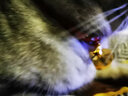 SKEINS（配铃铛）刻字防丢失吊牌黄铜铃铛猫咪项圈泰迪狗狗项圈铜铃铛脖圈宠物铃铛可调节铃铛颈圈 单个金色刻字猫牌（配红绳一根） 实拍图