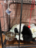 康贝尼狗碗不锈钢猫碗悬挂式笼子固定狗盆食盆喝水碗防打翻 宠物用品 中大号/16cm/45斤内狗用 实拍图