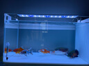 爬将军 侧滤鱼缸 超白玻璃造景家用客厅懒人观赏斗鱼生态缸桌面水族箱 60*30*30【加热版】 实拍图