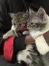 嗨比【自有工厂品牌】高蛋白鸡肉鱼肉全价猫粮低温冷压成猫幼猫国产粮 嗨比理想体态1.5kg 实拍图