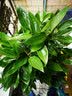 瑰玮送货上门辫子发财树大型绿植室内花卉家居盆栽办公室客厅开业乔迁 平安树约1-1.2米 不含盆 实拍图