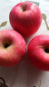 陕西白水有机苹果新鲜水果当季整箱脆甜冰糖心正宗红富士平果糖心 富士 含箱10斤 85-90mm精品 晒单实拍图