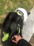 TRUELOVE狗狗牵引中大型犬金毛背心式胸背带K9马鞍式不含遛狗绳子拉布拉多 绿色胸背带（不含牵引绳）停产 S-胸围49-67cm建议体重7-15kg 实拍图