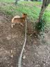 万牵双头狗链子中大型犬小型犬狗铁链项圈牵引绳防咬狗绳子栓狗链子遛狗绳 5.0mm粗（70-150斤）加粗 2米 实拍图