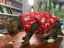 久久宠 猫衣服加绒秋冬装宠物保暖英短美短衣服新年喜庆猫咪两脚背心 招财猫-L-约7~10斤 实拍图